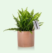 Tap to view The Little Botanical Boston Fern in Pink Glazed Ceramic