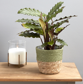 Calathea with Seagrass Basket