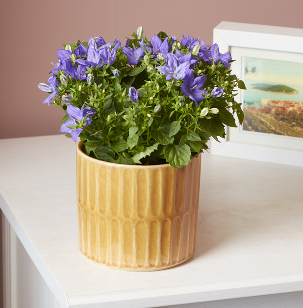 Campanula and Pot Set