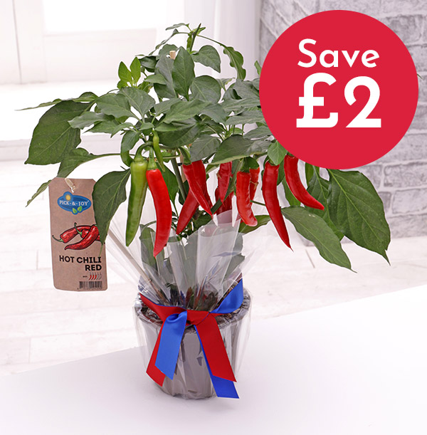 Z DISC 12/19 The Chilli Plant - Was £29.99 Now £27.99