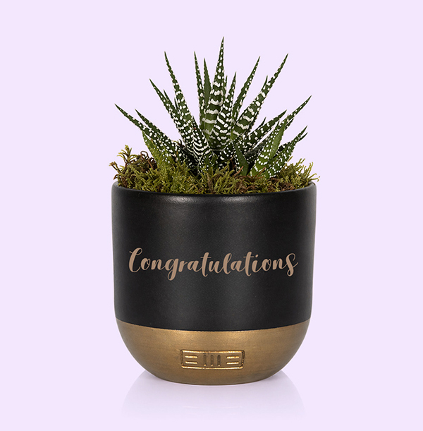 Congratulations Small Stripey Haworthia in Black and Gold Ceramic