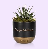 Tap to view Congratulations Small Stripey Haworthia in Black and Gold Ceramic