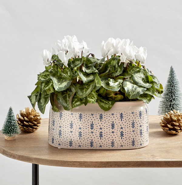 Cyclamen Duo in Ceramic WAS £20 NOW £16