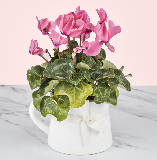 Cyclamen Jug