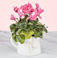 Cyclamen Jug