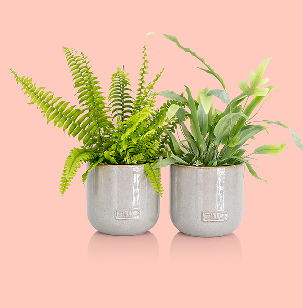 The Little Botanical Fern Duo in Grey Glazed Ceramic