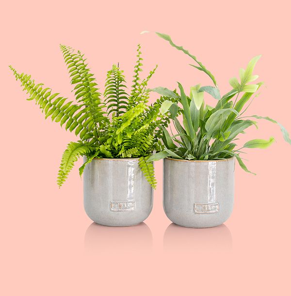 Photo of The Little Botanical Fern Duo in Grey Glazed Ceramic