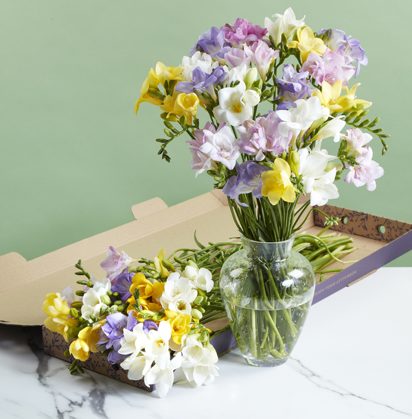 The Letterbox Thank You Freesia Flowers - £24.99