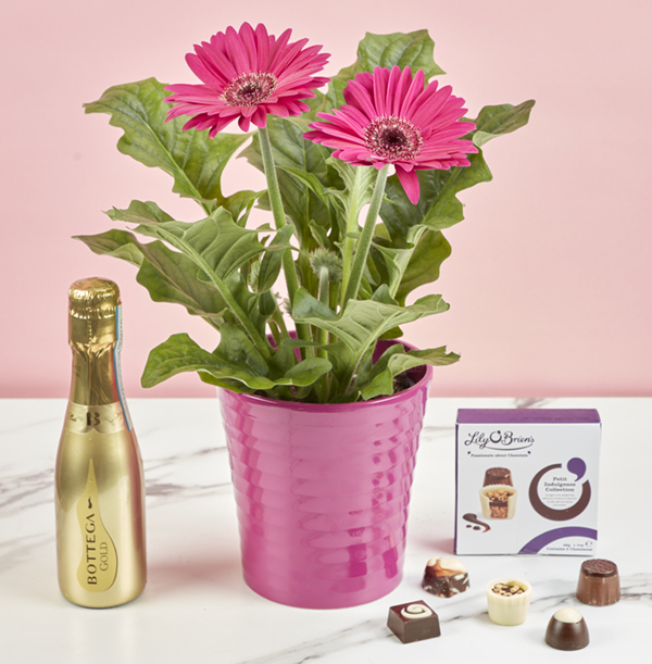 Bold And Bright Potted Gerbera Gift Set