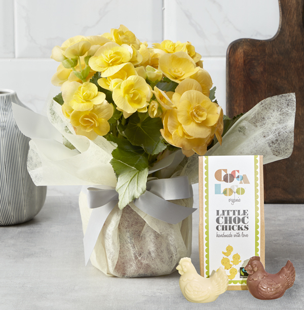 Gift Wrapped Begonia and Chocolate Chicks Gift Set