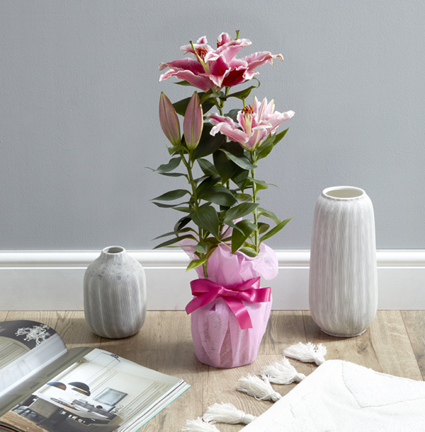 Gift Wrapped Pink Oriental Lily