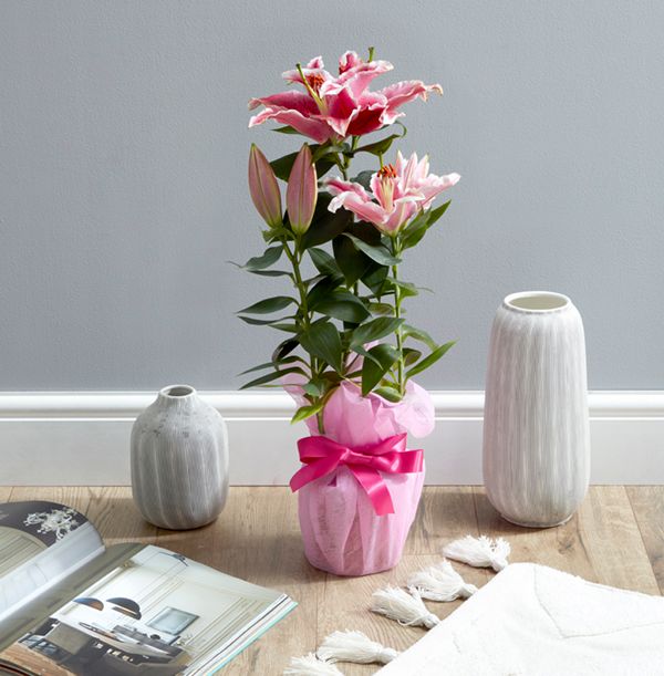 product image gallery_main
