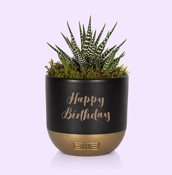 The Little Botanical Happy Birthday Small Stripey Haworthia in Black and Gold Ceramic