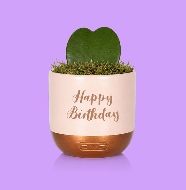 Photo of The Little Botanical Happy Birthday Hoya in Pink and Copper Ceramic