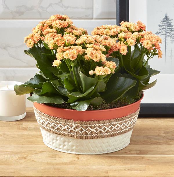 Kalanchoe Bowl