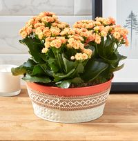 Kalanchoe Bowl