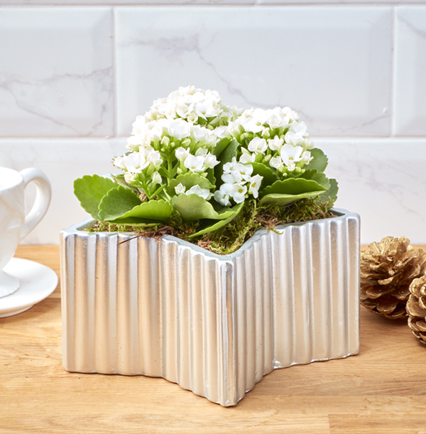 White Winter Kalanchoe Star Planter WAS £22 NOW £18