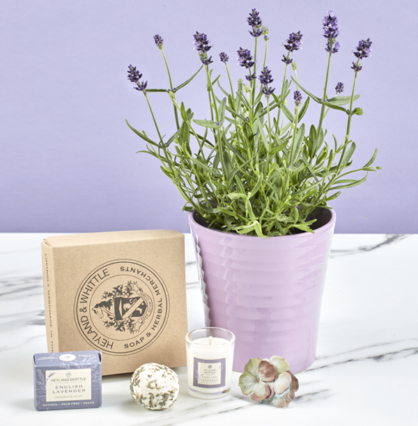Relaxing Lavender Gift Set - Heyland & Whittle