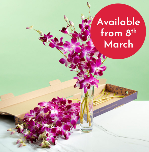 The Letterbox Pink Dendrobium Orchids - £22.99