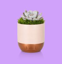 Tap to view The Little Botanical Lilacina in Pink and Copper Ceramic