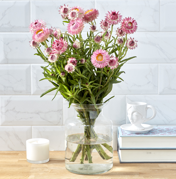 The Pink Helichrysum Letterbox