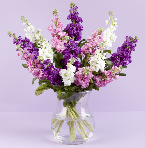 Luxury Purple Stocks Bouquet