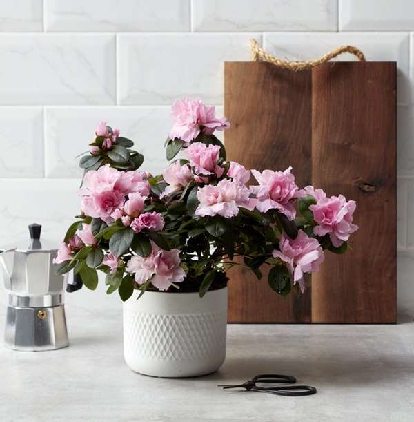 Pink  Potted Azalea