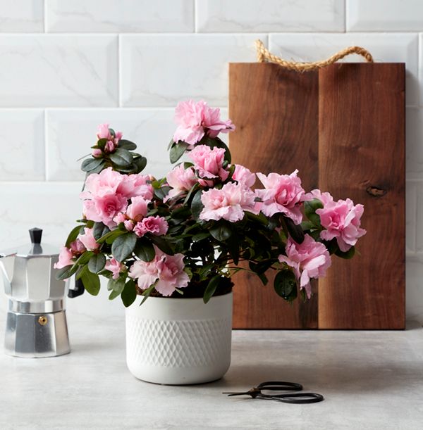 product image gallery_main