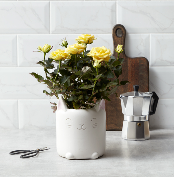 Yellow Rose In The Happy Cat Pot