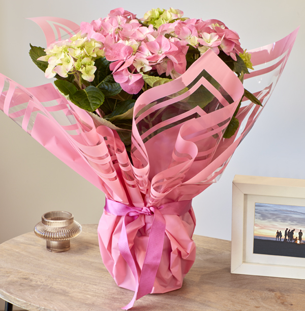 Gift Wrapped Pink Hydrangea