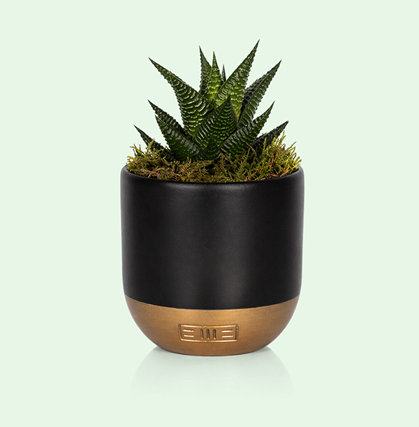 The Little Botanical Mini Haworthia in Black and Gold Ceramic