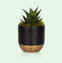 Tap to view The Little Botanical Mini Haworthia in Black and Gold Ceramic