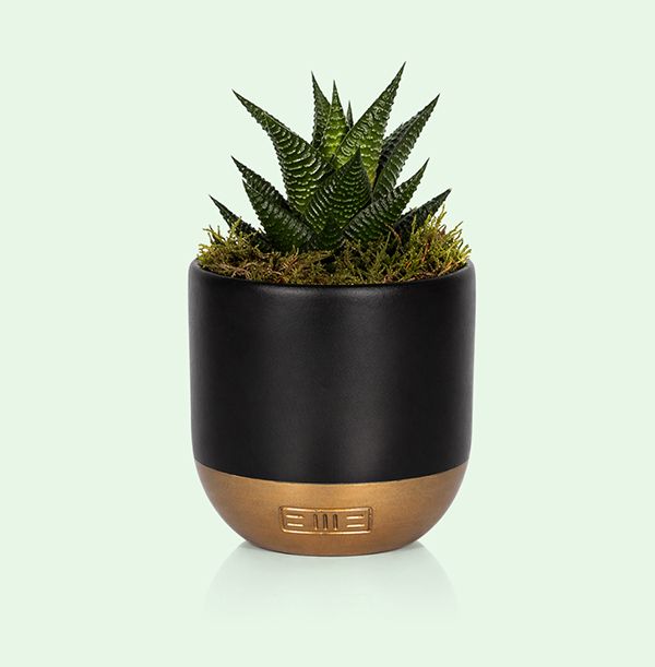 Photo of The Little Botanical Mini Haworthia in Black and Gold Ceramic