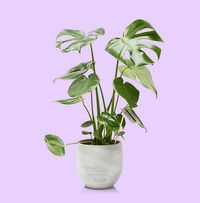 Tap to view The Little Botanical Monstera Deliciosa in Ceramic