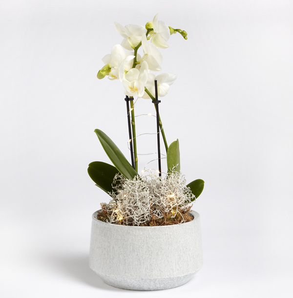 Orchid Arrangement