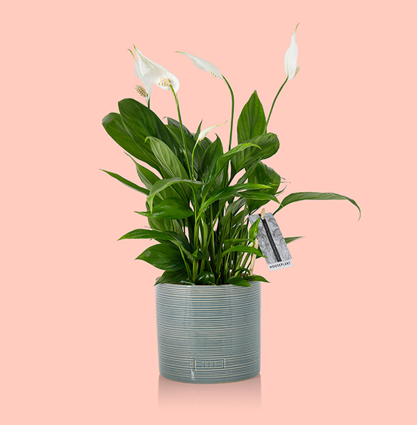 The Little Botanical Peace Lily in Blue Glazed Ceramic