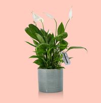Tap to view The Little Botanical Peace Lily in Blue Glazed Ceramic