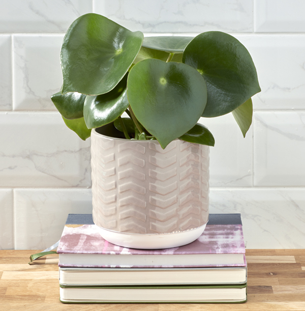 Raindrop Peperomia and Pot Set