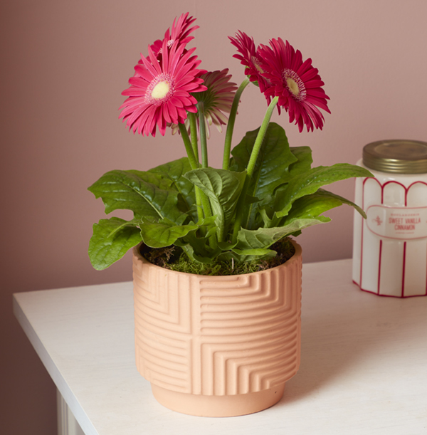 Pink Potted Gerbera