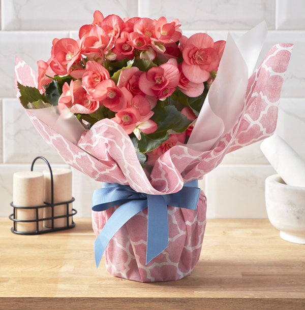 Gift Wrapped Pink Begonia