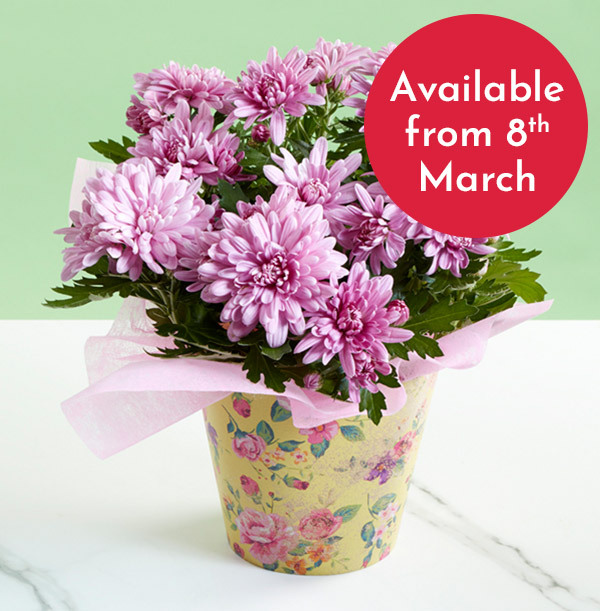 The Pink Potted Chrysanthemum  - £24.99