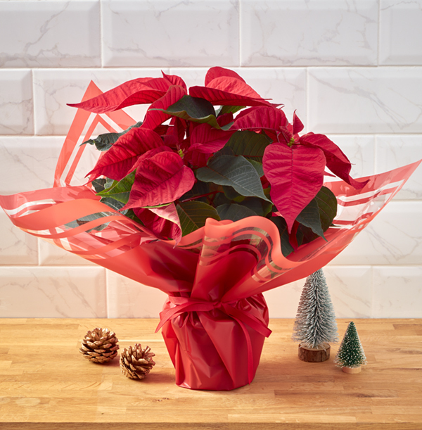 Gift Wrapped Poinsettia