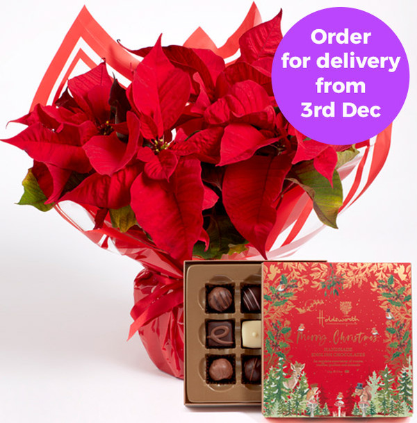 Poinsettia Gift Set  with Holdsworth Chocolates