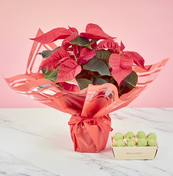 Poinsettia Gift Bag and Chocolate Sprouts Gift Set