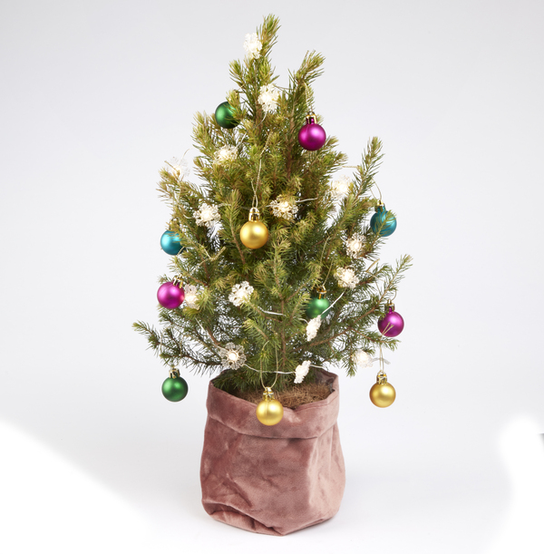 The Rainbow Letterbox Christmas Tree