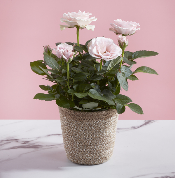Z DISC 02/20 The Pink Letterbox Rose Plant - £23.99