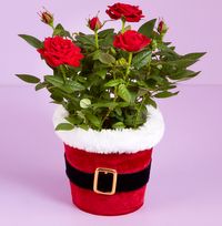 Tap to view Santa Rose Plant