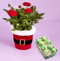 Tap to view Santa Rose Plant & Chocolate Sprouts Giftset