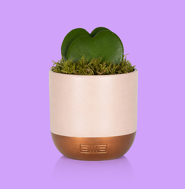 The Little Botanical Single Hoya in Pink and Copper Ceramic