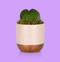 Tap to view The Little Botanical Single Hoya in Pink and Copper Ceramic